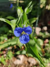 Attēlu rezultāti vaicājumam “Commelina coelestis”