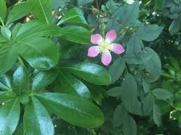 Attēlu rezultāti vaicājumam “Rosa glauca”