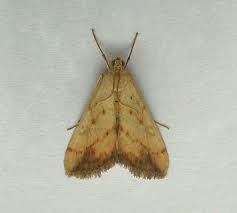 Attēlu rezultāti vaicājumam “Evergestis extimalis”