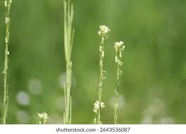 Attēlu rezultāti vaicājumam “Arabis glabra flower”