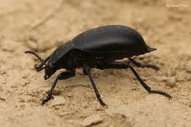 Attēlu rezultāti vaicājumam “Blaps mortisaga”