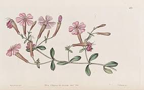 Image result for Silene schafta