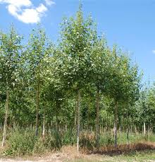 Attēlu rezultāti vaicājumam “Populus simonii”