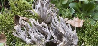 Attēlu rezultāti vaicājumam “Clavulina cinerea”