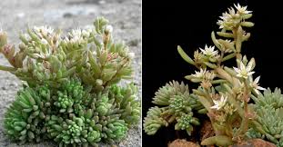 Attēlu rezultāti vaicājumam “Sedum hispanicum leaf”