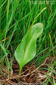 Attēlu rezultāti vaicājumam “Ophioglossum vulgatum”