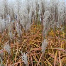 Image result for Miscanthus sinensis Zebrina