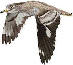 Image result for Burhinus oedicnemus