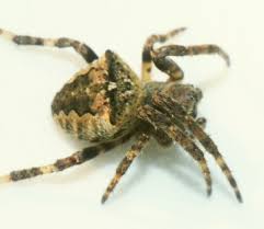Attēlu rezultāti vaicājumam “Araneus angulatus”