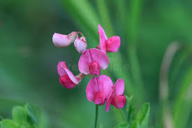 Attēlu rezultāti vaicājumam “Lathyrus tuberosus flower”