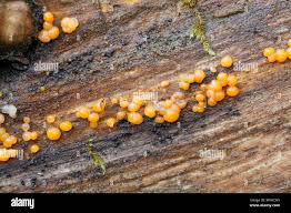 Attēlu rezultāti vaicājumam “Dacrymyces stillatus”