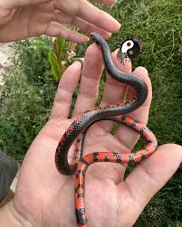 Attēlu rezultāti vaicājumam “Melanotus sp.”