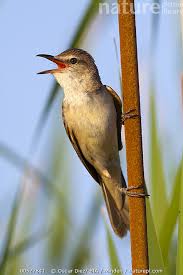 Image result for Acrocephalus arundinaceus