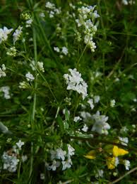 Attēlu rezultāti vaicājumam “Galium uliginosum”