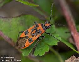 Attēlu rezultāti vaicājumam “Corizus hyoscyami”