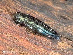 Attēlu rezultāti vaicājumam “Adomerus biguttatus”