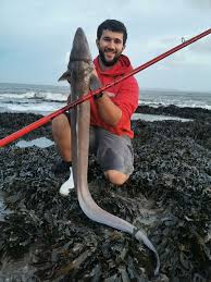 Image result for Conger conger