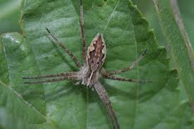 Attēlu rezultāti vaicājumam “Pisaura mirabilis male”