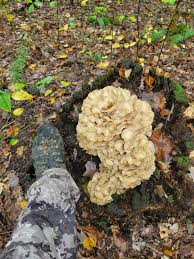 Attēlu rezultāti vaicājumam “Grifola frondosa”