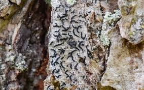 Attēlu rezultāti vaicājumam “Alyxoria varia”