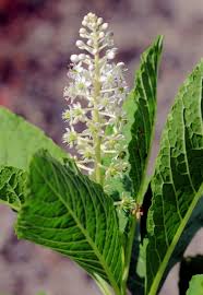 Attēlu rezultāti vaicājumam “Phytolacca acinosa”