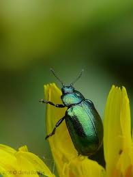 Attēlu rezultāti vaicājumam “Linaeidea aenea”