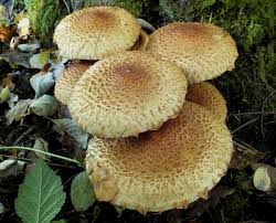 Attēlu rezultāti vaicājumam “Pholiota squarrosoides”