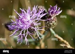 Attēlu rezultāti vaicājumam “Centaurea stoebe bud”