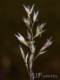 Attēlu rezultāti vaicājumam “Corynephorus canescens”
