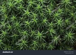 Attēlu rezultāti vaicājumam “Syntrichia latifolia macro”