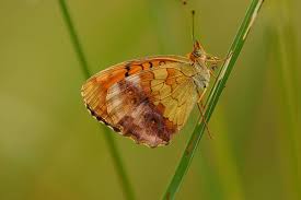 Attēlu rezultāti vaicājumam “Brenthis ino upperside”