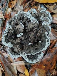 Attēlu rezultāti vaicājumam “Phellodon melaleucus”