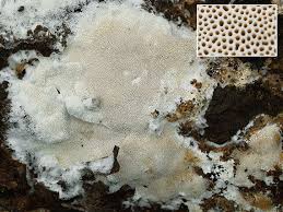 Attēlu rezultāti vaicājumam “Antrodia macra”