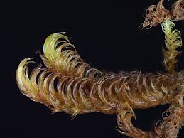 Attēlu rezultāti vaicājumam “Palustriella falcata”