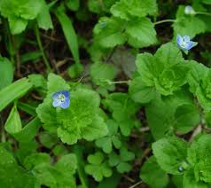 Attēlu rezultāti vaicājumam “Veronica persica flower”