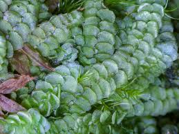 Attēlu rezultāti vaicājumam “Calypogeia azurea cells”