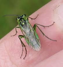 Attēlu rezultāti vaicājumam “Rhogogaster viridis”