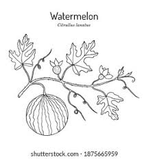 Attēlu rezultāti vaicājumam “Citrullus lanatus leaf”