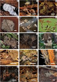 Attēlu rezultāti vaicājumam “Pistillaria sp.”