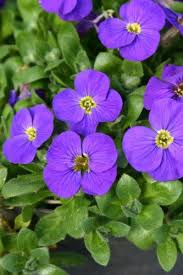 Attēlu rezultāti vaicājumam “Aubrieta deltoidea flower”