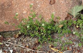 Attēlu rezultāti vaicājumam “Arenaria serpyllifolia”