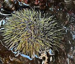 Image result for Strongylocentrotus droebachiensis