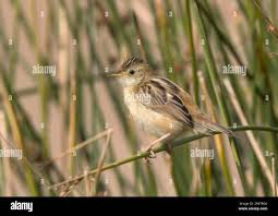 Image result for Cisticola juncidis