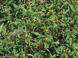 Attēlu rezultāti vaicājumam “Bidens tripartita fruit”