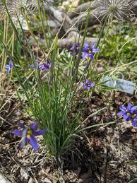 Attēlu rezultāti vaicājumam “Sisyrinchium montanum”