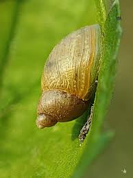 Attēlu rezultāti vaicājumam “Succinea”