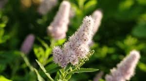Attēlu rezultāti vaicājumam “Spiraea salicifolia flower”