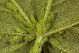 Attēlu rezultāti vaicājumam “Drepanosiphum platanoidis”