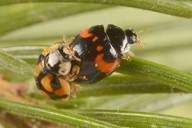 Attēlu rezultāti vaicājumam “Adalia decempunctata”