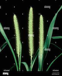 Attēlu rezultāti vaicājumam “Setaria glauca”